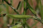 Large yellow vetch